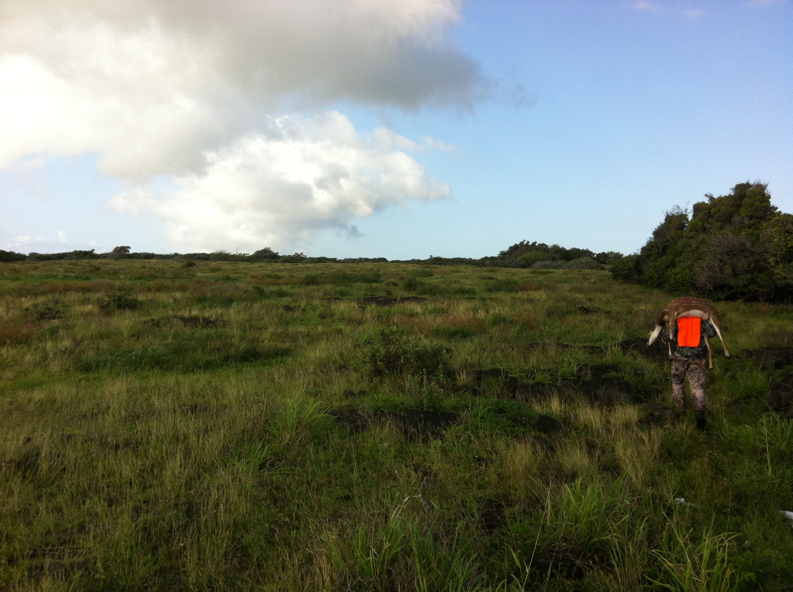 hawaii-invasive-species-council-first-axis-deer-removed-from-hawaii