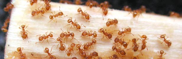 Hawaii Invasive Species Council | Little Fire Ant