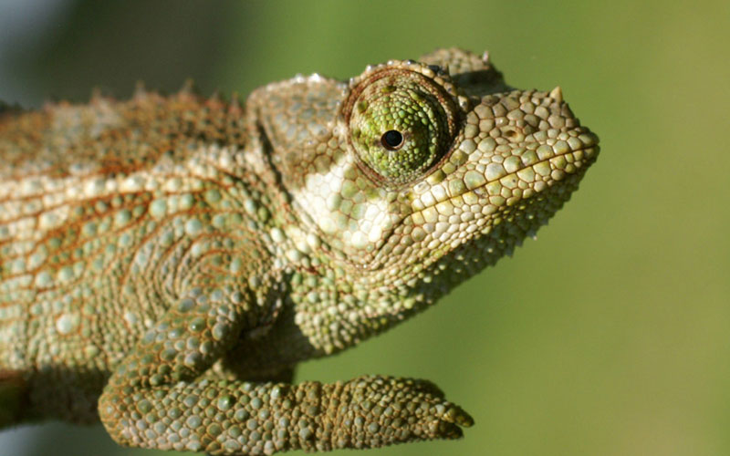 Hawaii Invasive Species Council | Jackson’s Chameleon