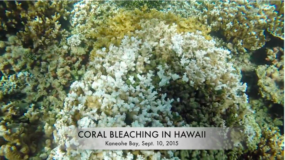 Coral-Bleaching.png