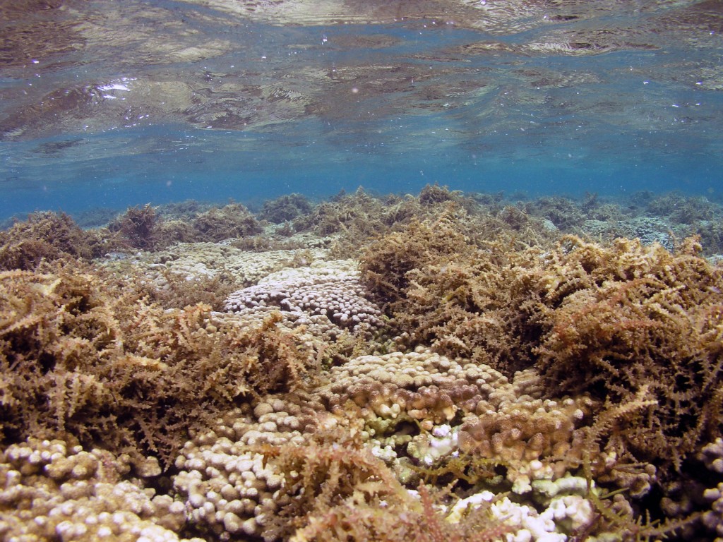 Smothering seaweed killing coral in Kaneohe Bay