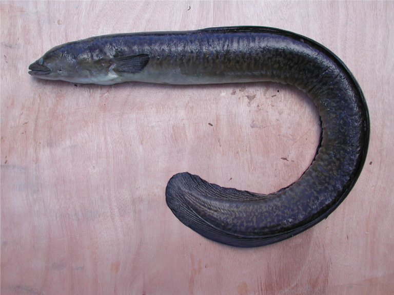 Aquatic Invasive Species | Freshwater Eel
