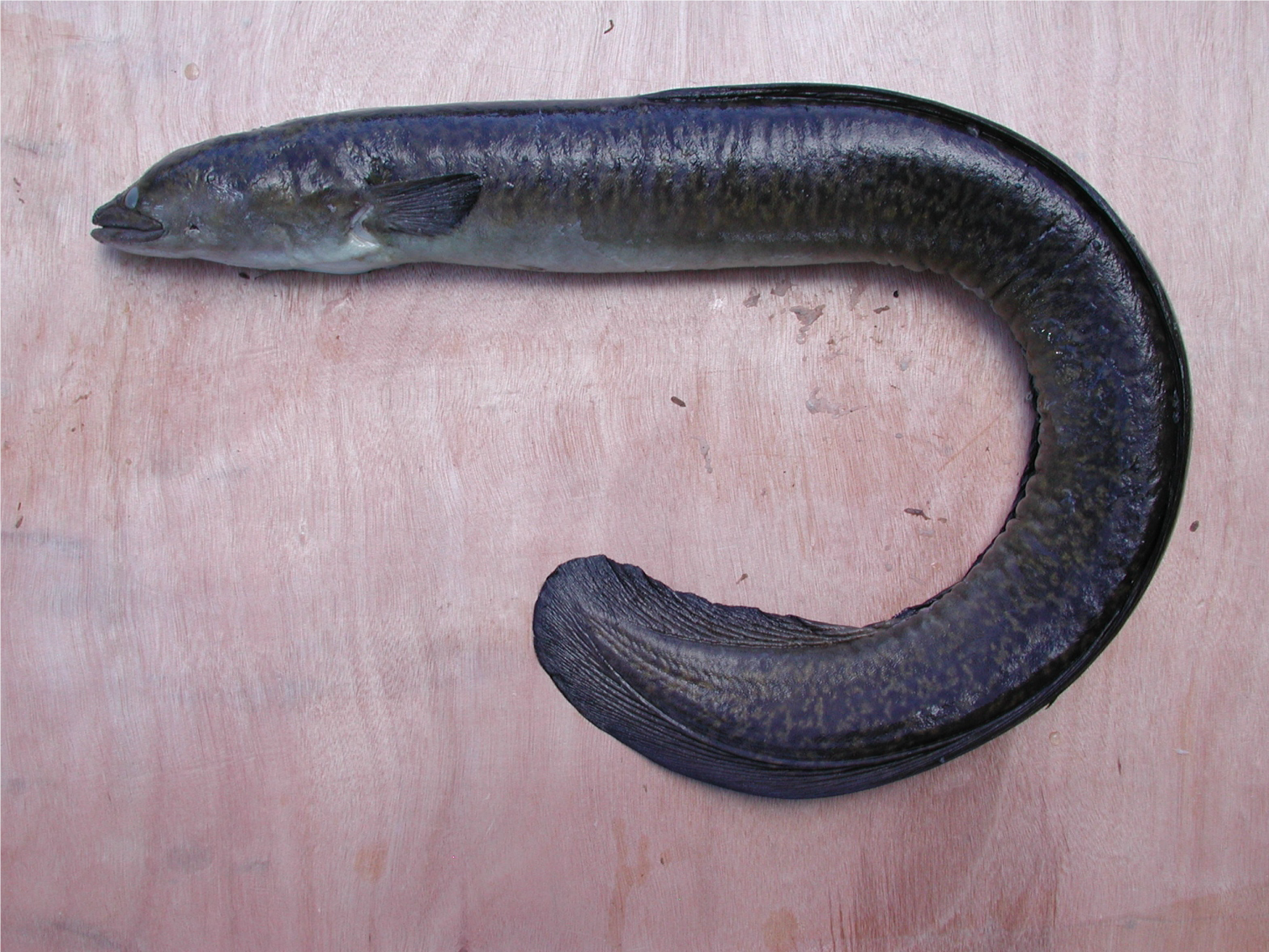 Aquatic Invasive Species Freshwater Eel