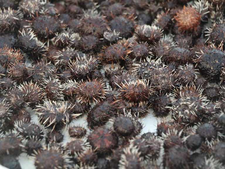 Aquatic Invasive Species SEA URCHIN S HELPING TO CONTROL INVASIVE   83682723 410077733171489 1415750636238551442 N 768x577 