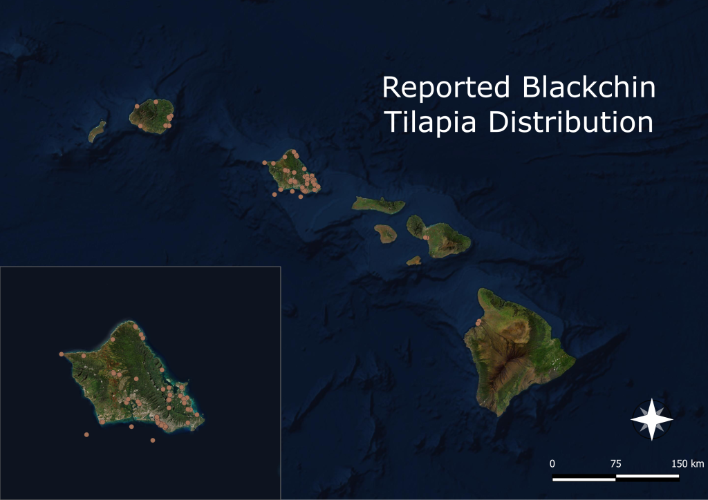 map of blackchin tilapia distribution in the main Hawaiian islands