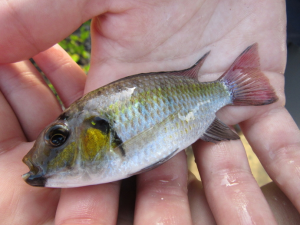 blackchin tilapia in a persons hand