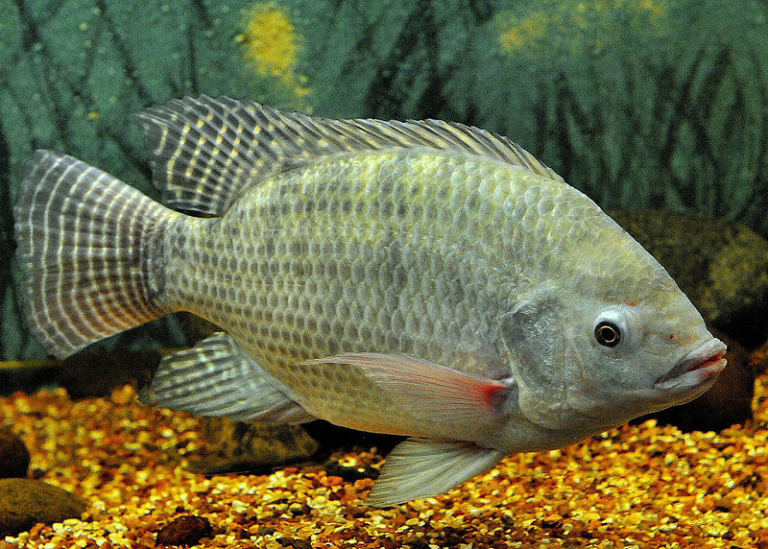 Aquatic Invasive Species Nile Tilapia