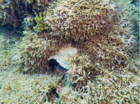 PC: Taylor Williams/University of Hawaiʻi" width="488" height="365"&gt; Chondria tumulosa overgrowing a coral skeleton<br />
PC: Taylor Williams/University of Hawaiʻi