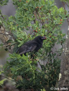 Captive released Juvenile Alala in the wild at McCandless Ranch