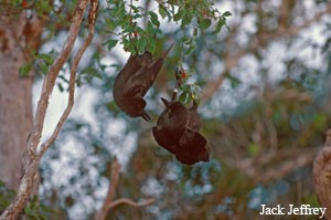 Captive released Juvenile Alala in the wild at McCandless Ranch