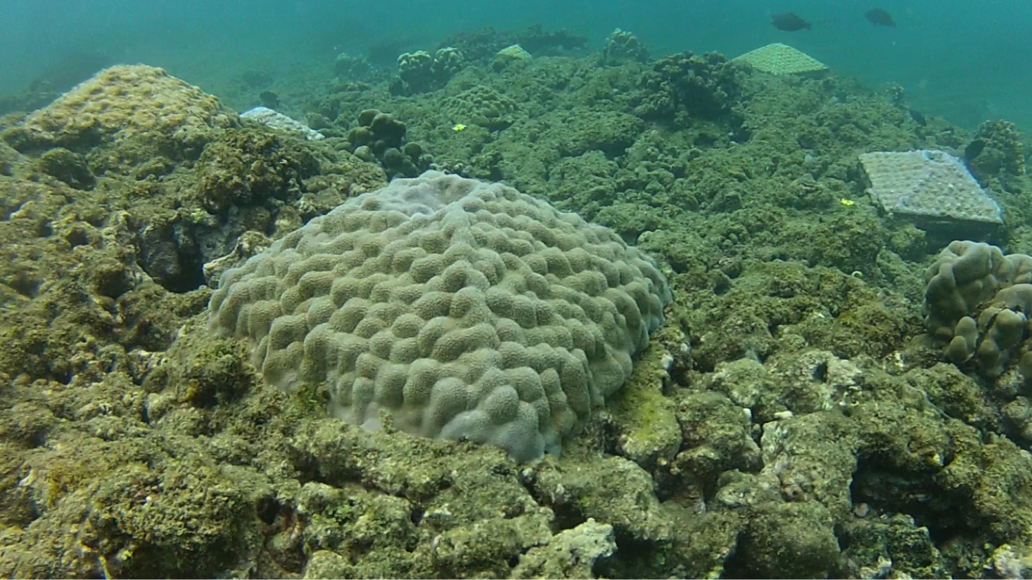 As staghorn coral declines along Florida coast, planting project tests  restoration plan