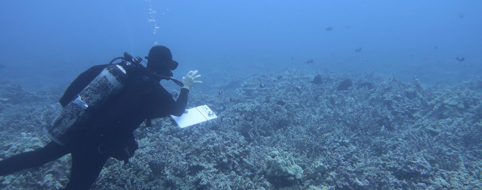 Coral Reefs | Monitoring