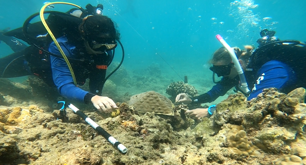 Coral Reefs | Hawai‘i Coral Restoration Nursery