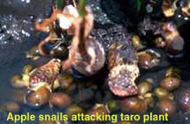 Apple snails attacking taro plant