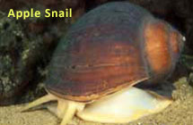 Apple Snail