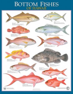 Posters of bottom fishes of Hawaii