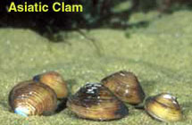 Asiatic Clam
