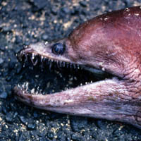 Moray eel