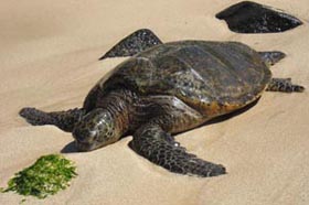 green sea turtle on beach