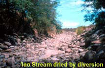 Iao stream dried by diversion