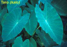 kalo