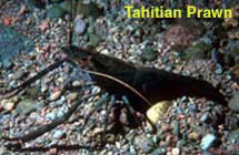 Tahitian Prawn