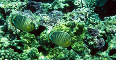 Division of Aquatic Resources | Hawai‘i Marine Life Conservation Districts