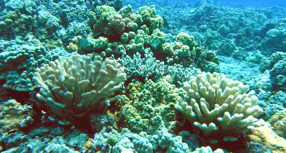 Division of Aquatic Resources | Coral Reefs