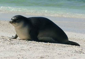 Picture of Hawaiian Monk Seal