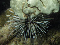 Sea urchin