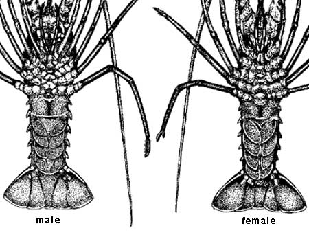 Difference of male and female Spiny Lobster in illust