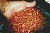 Photo of Channel catfish egg mass.