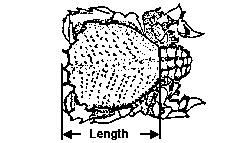 Measurement of Kona crab