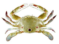Kuahonu crab
