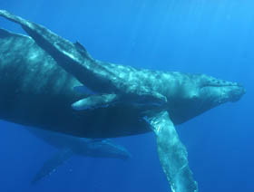 Picture of humpback whales