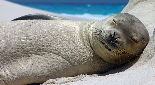 sleeping seal image