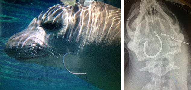 monk seals with hooks