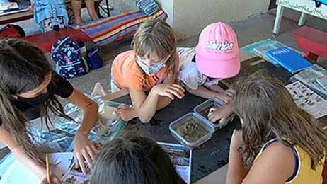 invertebrates table