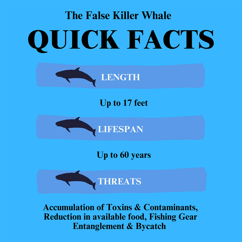 false killer whale quick facts