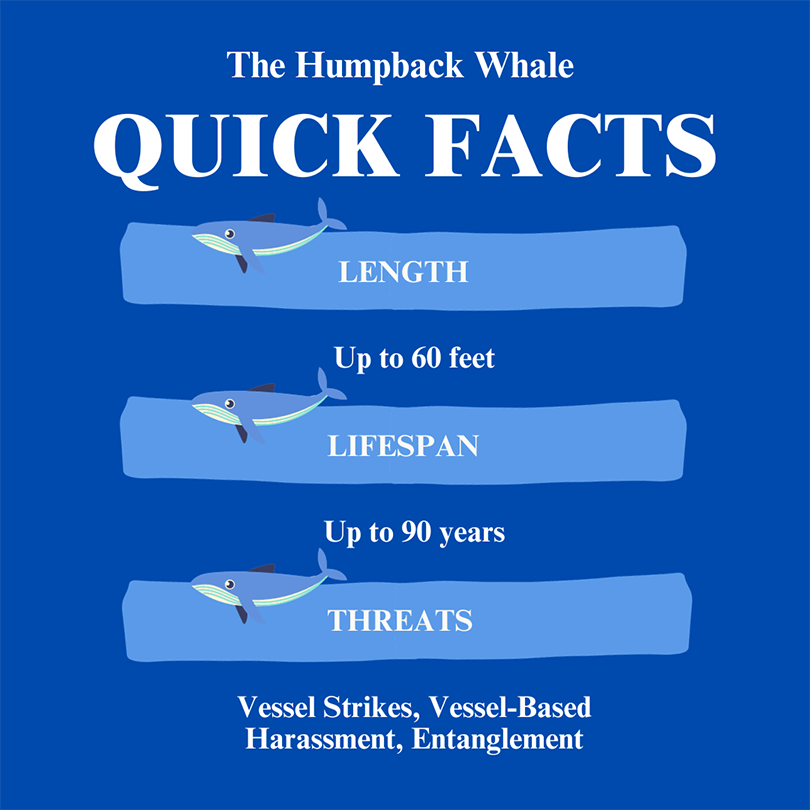 humpback whale quick facts