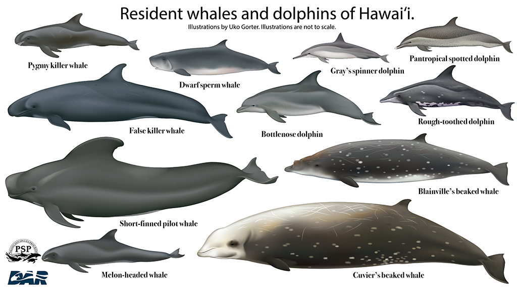 resident whales and dolphins of Hawaii