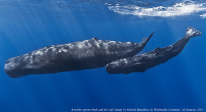 Division of Aquatic Resources | Whales and Dolphins