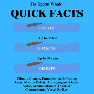 sperm whale quick facts