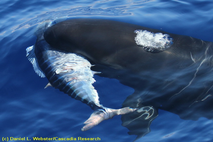false killer whale feeding