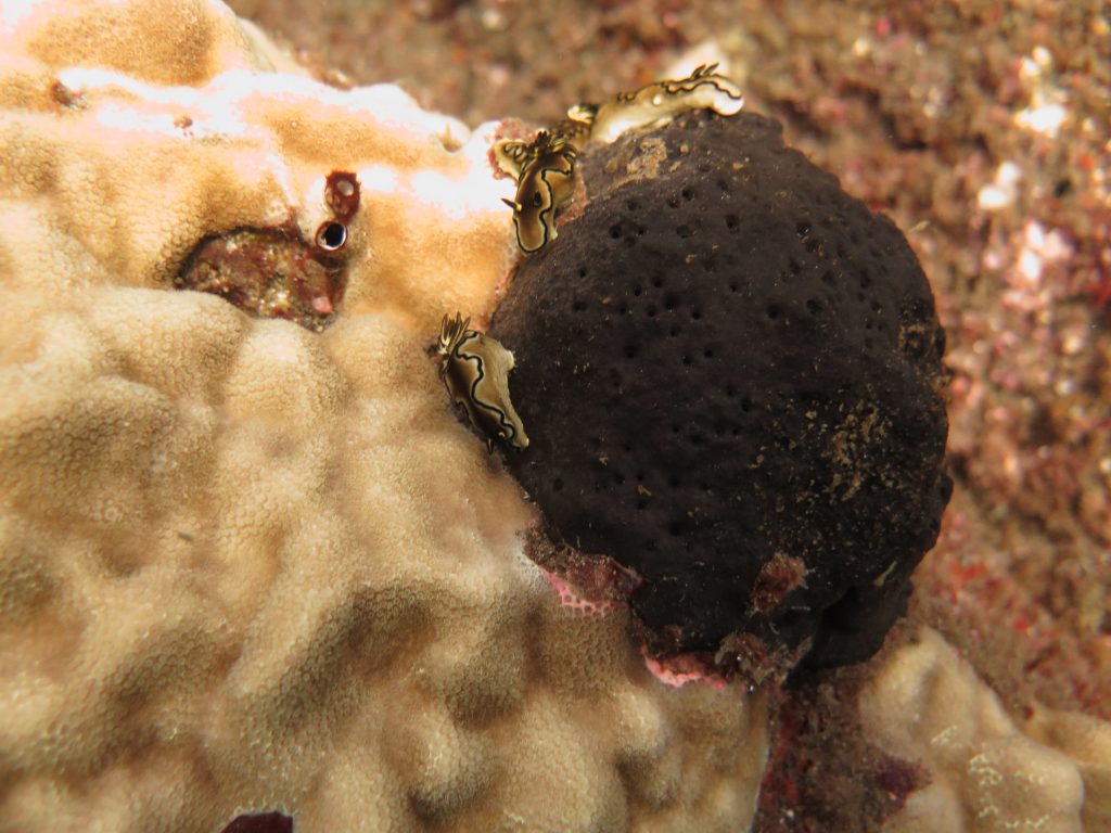 Black margin nudibranchs feeding on an oceanic sponge