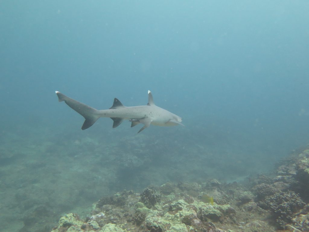 shark swimming over a coral reef