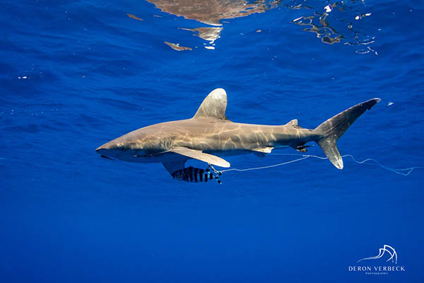 Shark, Skate and many other species reported deep sea fishing from