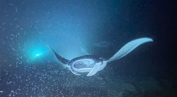 Division of Aquatic Resources  11/2/23 – Protected Species Spotlight: Manta  Rays