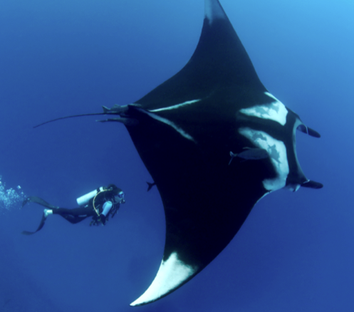 A scuba diver with a manta ray