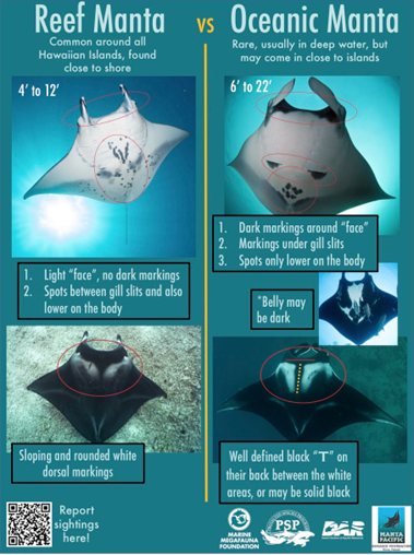 A comparison chart between ocean and reef manta rays